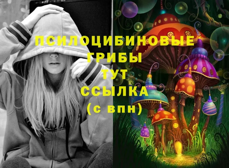 Галлюциногенные грибы Psilocybine cubensis  Цоци-Юрт 